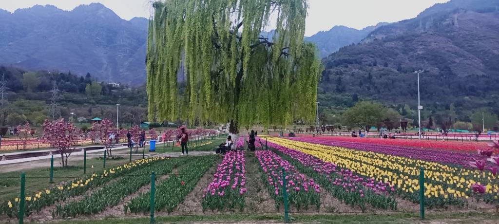Tulip Garden, Srinagar🌷🌷